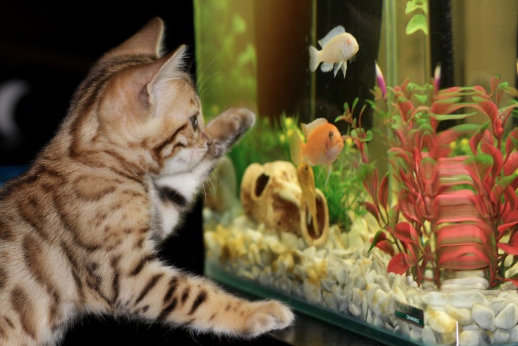 Un bel aquarium