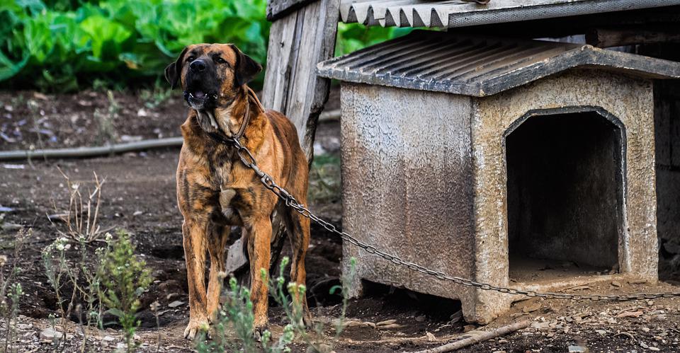 Nettoyage et désinfection de la niche d'un chien