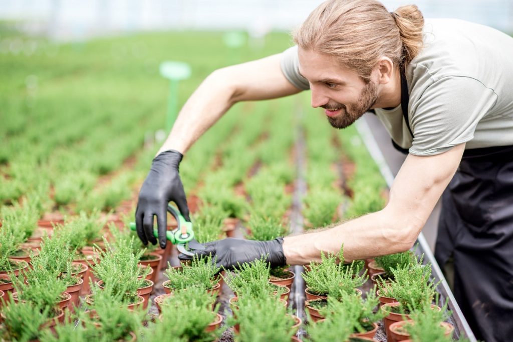 1-Cultiver des herbes culinaires